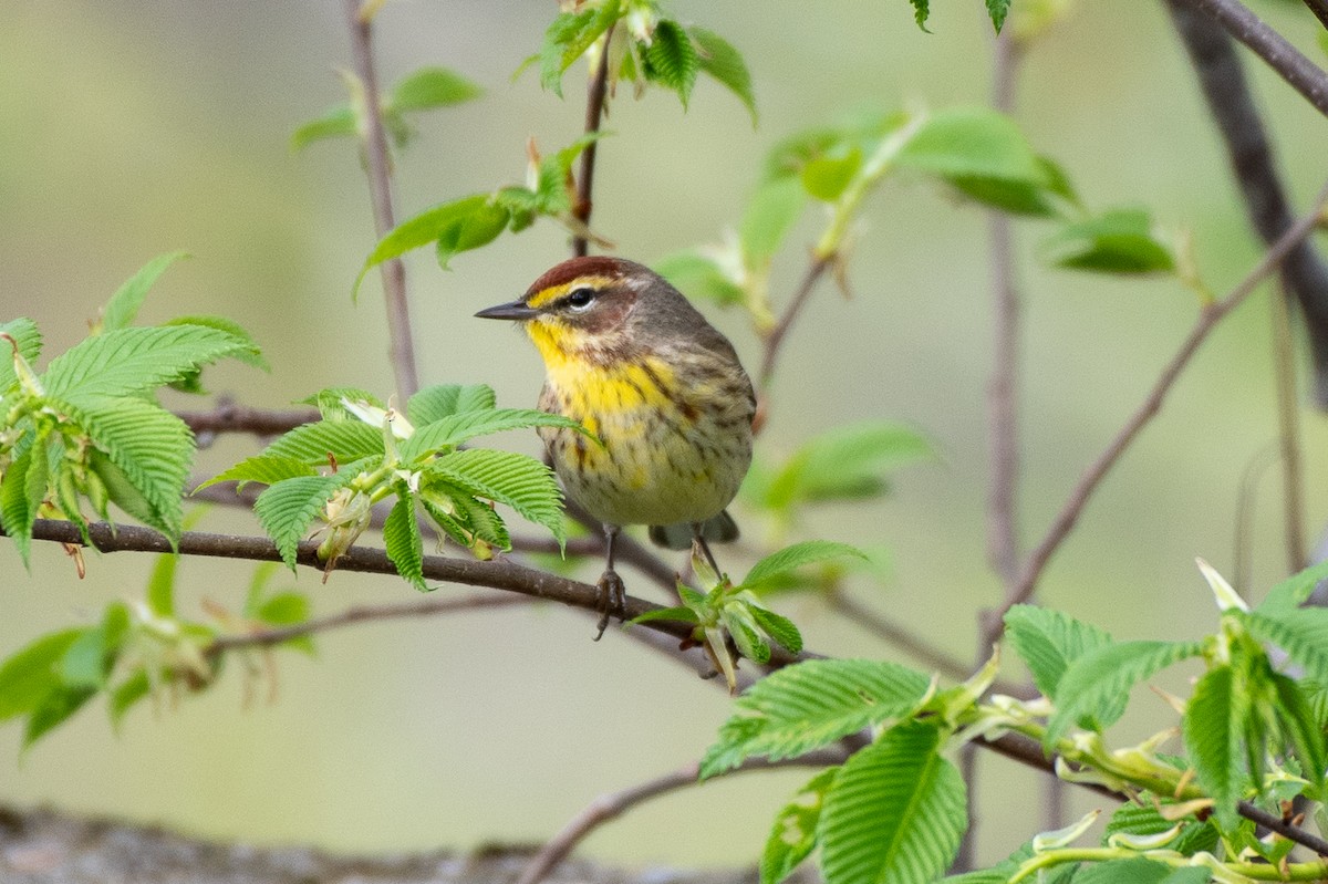 Palm Warbler - ML635548039