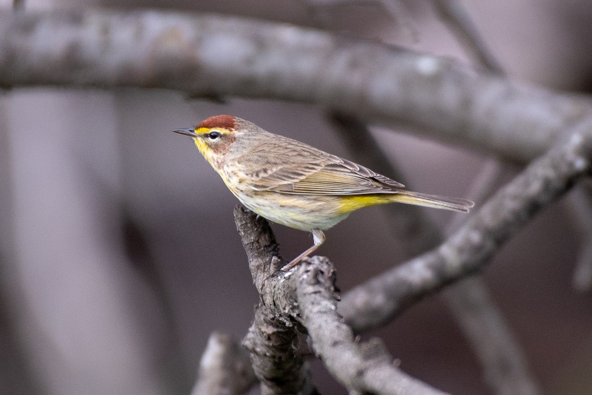 Palm Warbler - ML635548040