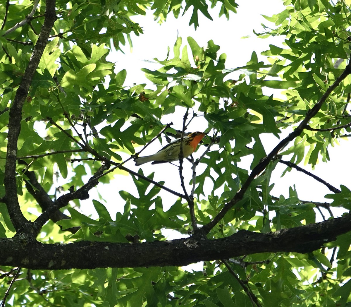 Blackburnian Warbler - ML635548081
