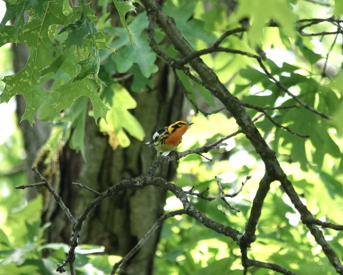 Blackburnian Warbler - ML635548150
