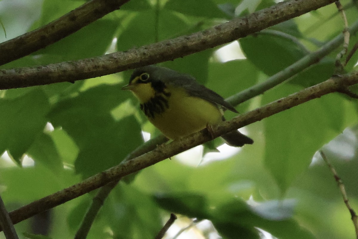 Canada Warbler - ML635548153