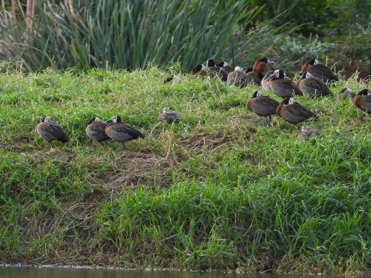 White-faced Whistling-Duck - ML635548191