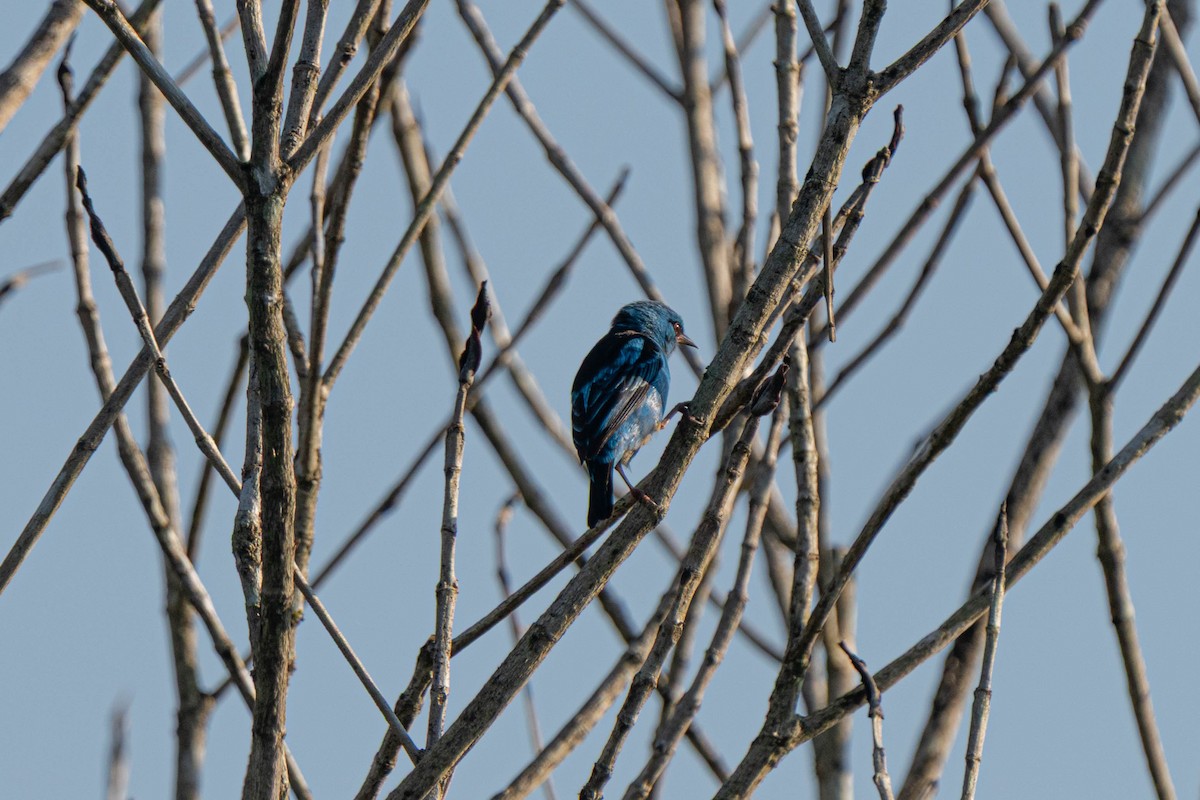 Blue Dacnis - ML635548209