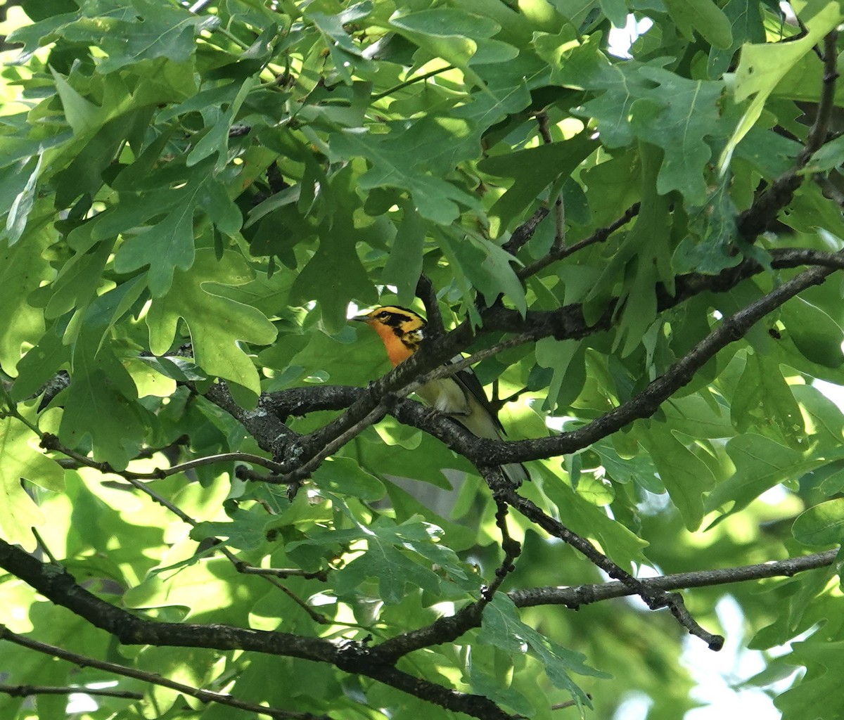 Blackburnian Warbler - ML635548212