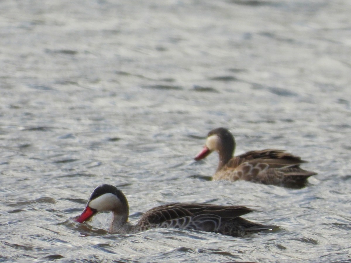 Red-billed Duck - ML635548231