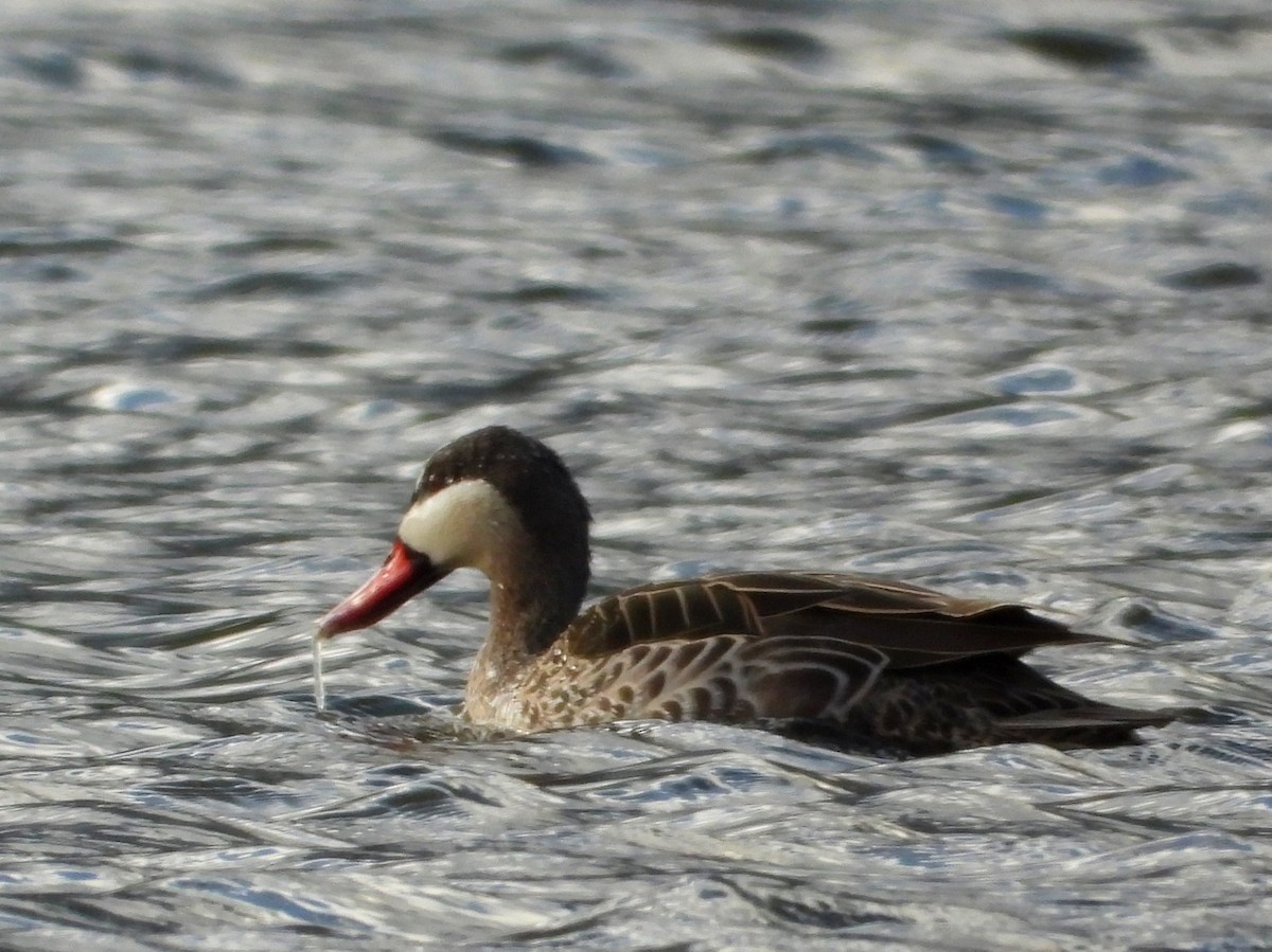 Red-billed Duck - ML635548296
