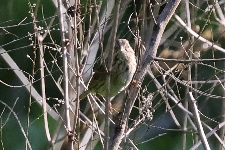 Lincoln's Sparrow - ML635548306