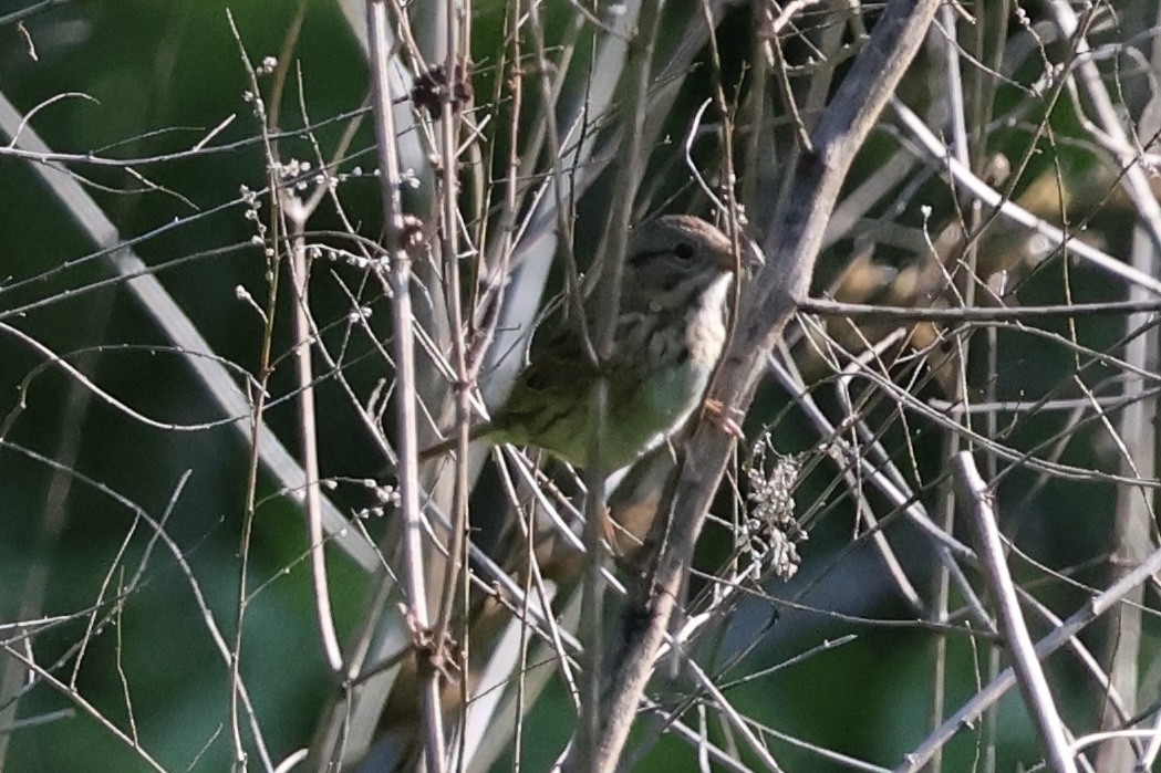 Lincoln's Sparrow - ML635548307