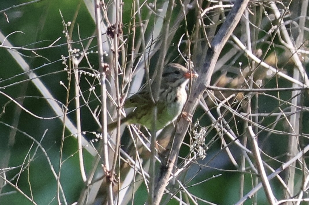 Lincoln's Sparrow - ML635548309