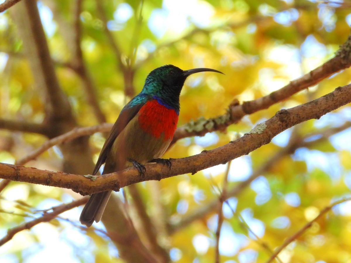 Greater Double-collared Sunbird - ML635548345