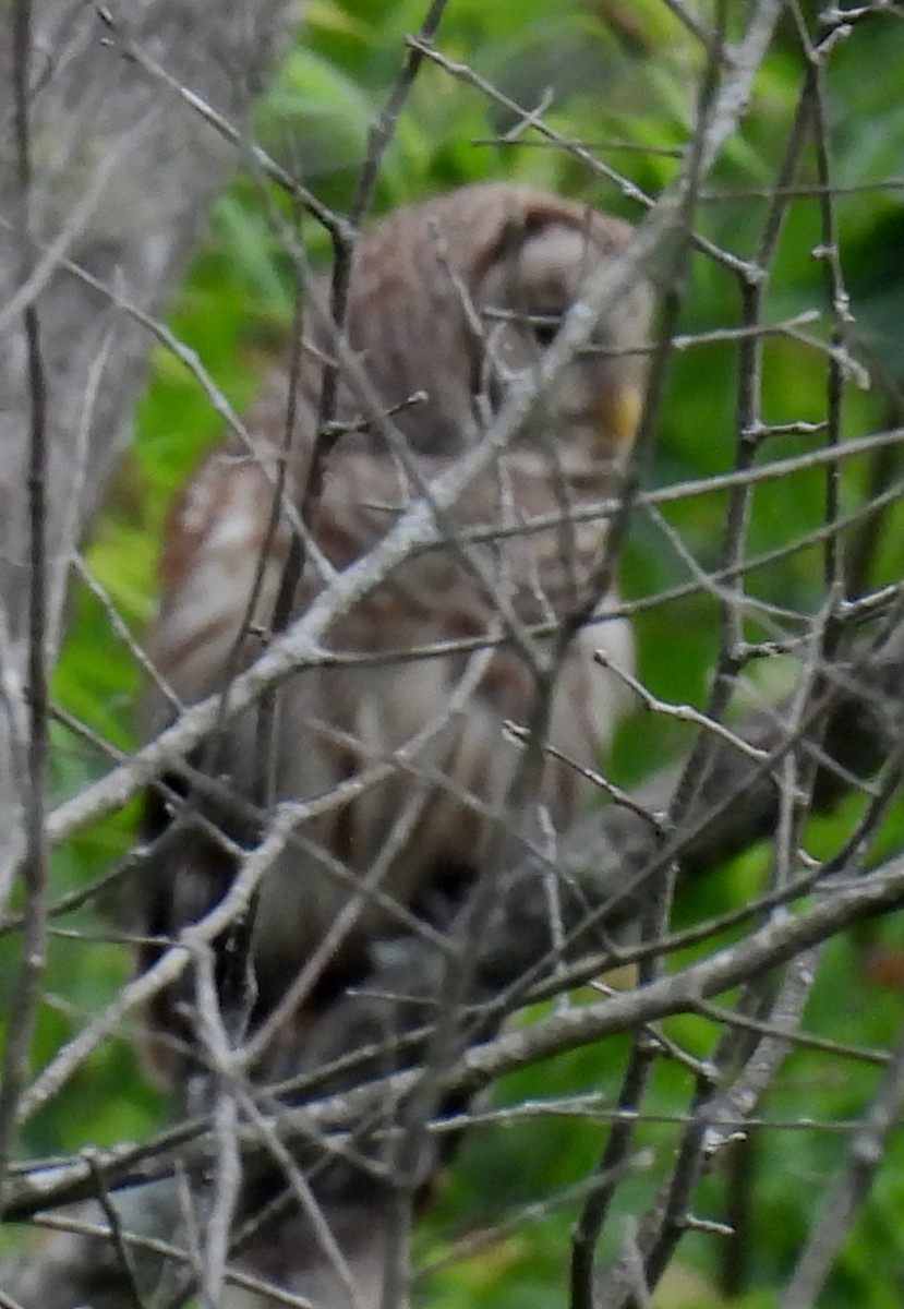 Barred Owl - ML635548453