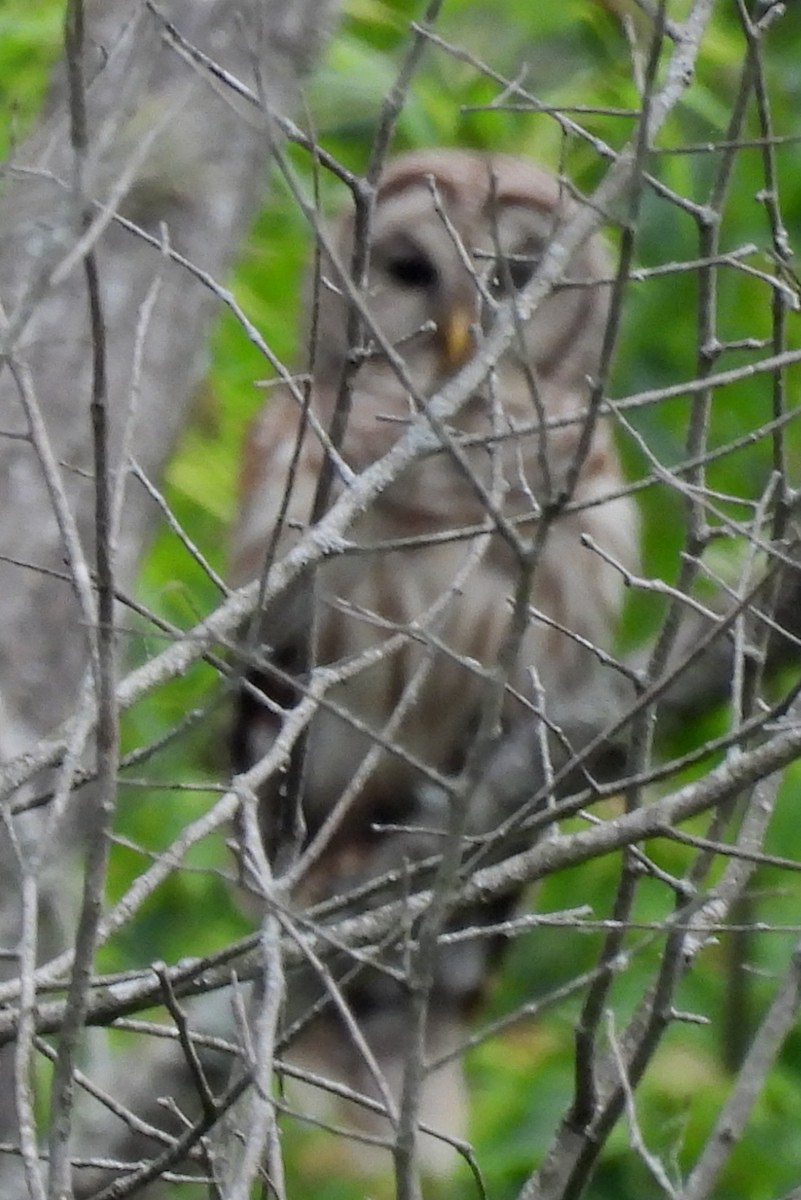 Barred Owl - ML635548454