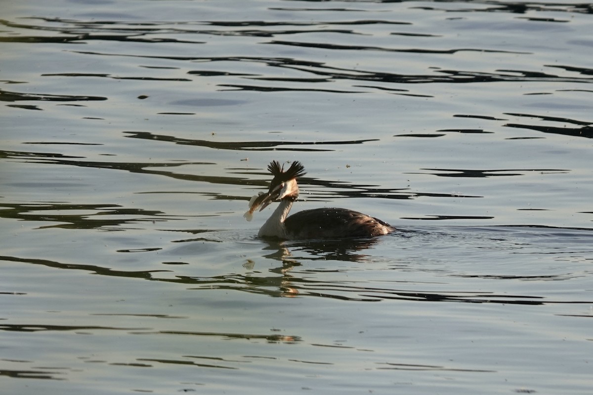 Great Crested Grebe - ML635548509