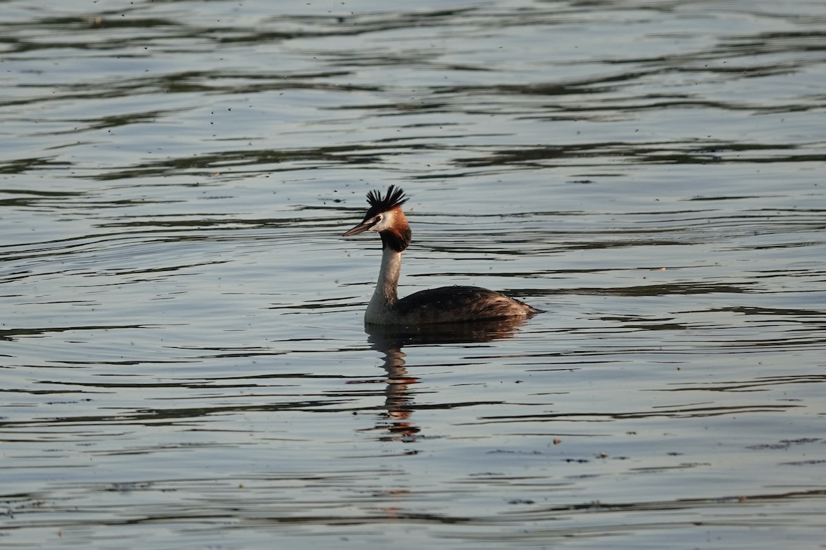 Great Crested Grebe - ML635548510