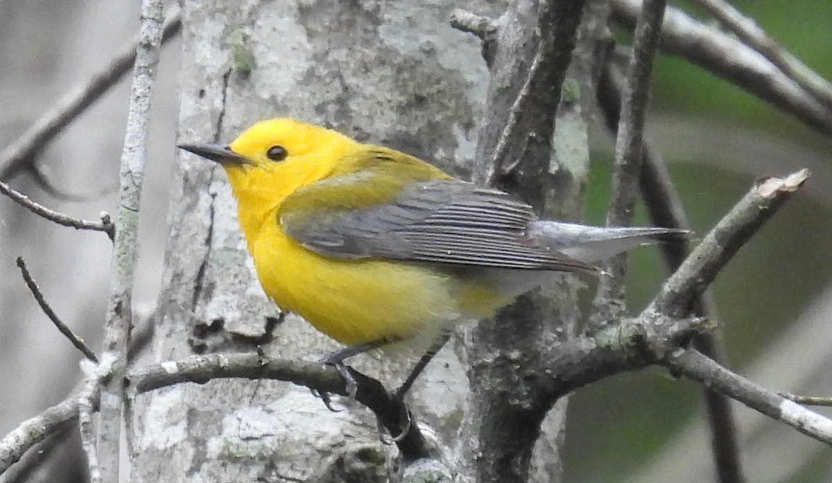 Prothonotary Warbler - ML635548535