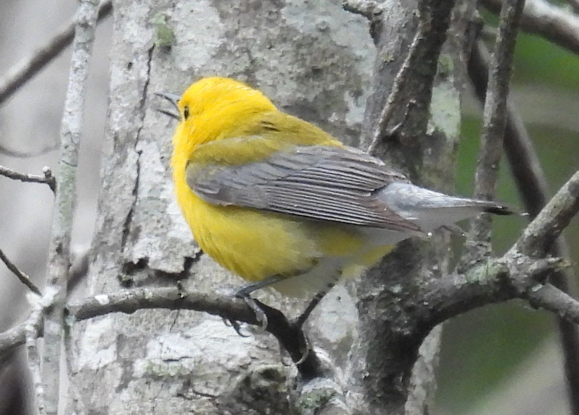Prothonotary Warbler - ML635548536