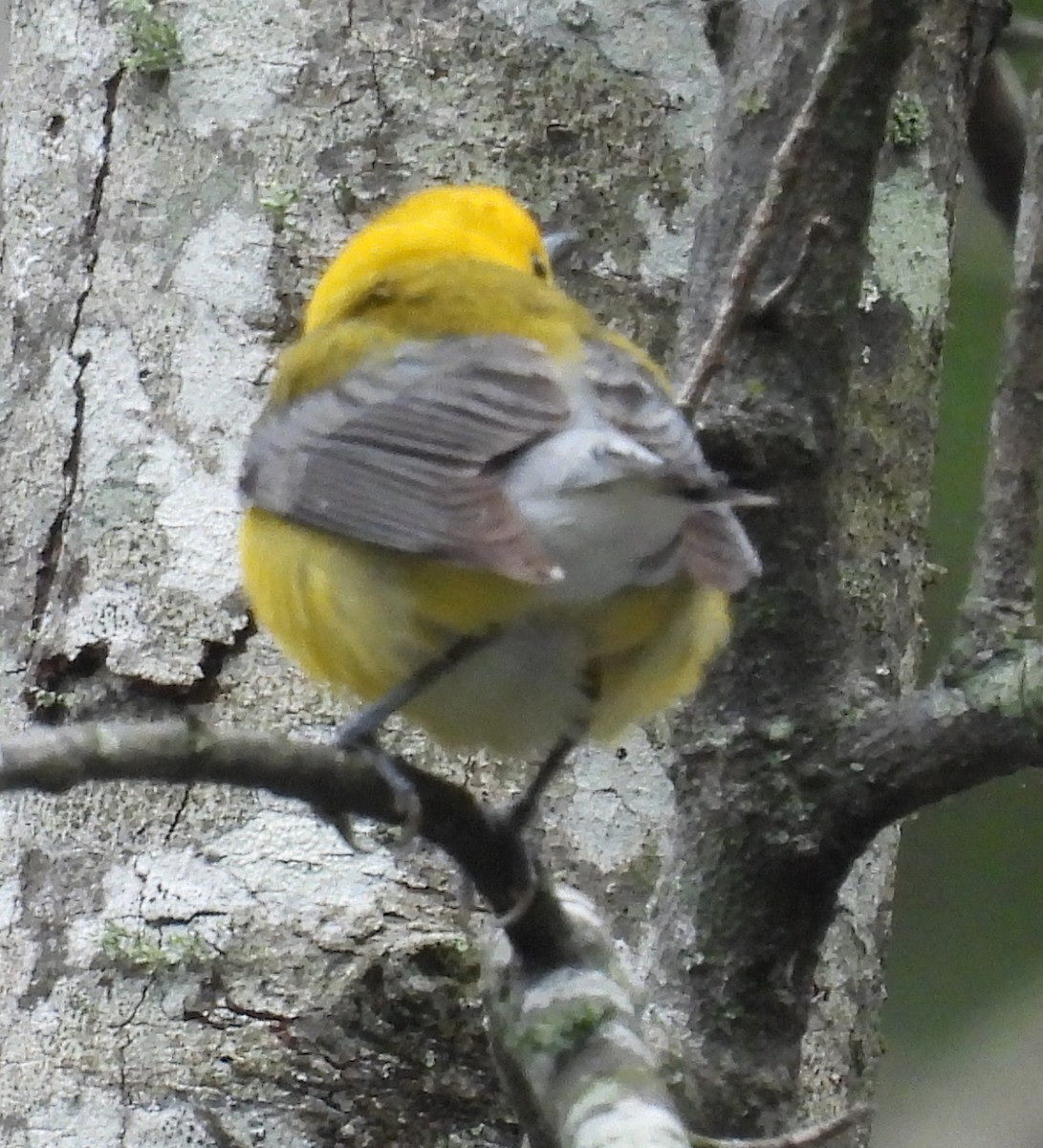 Prothonotary Warbler - ML635548537