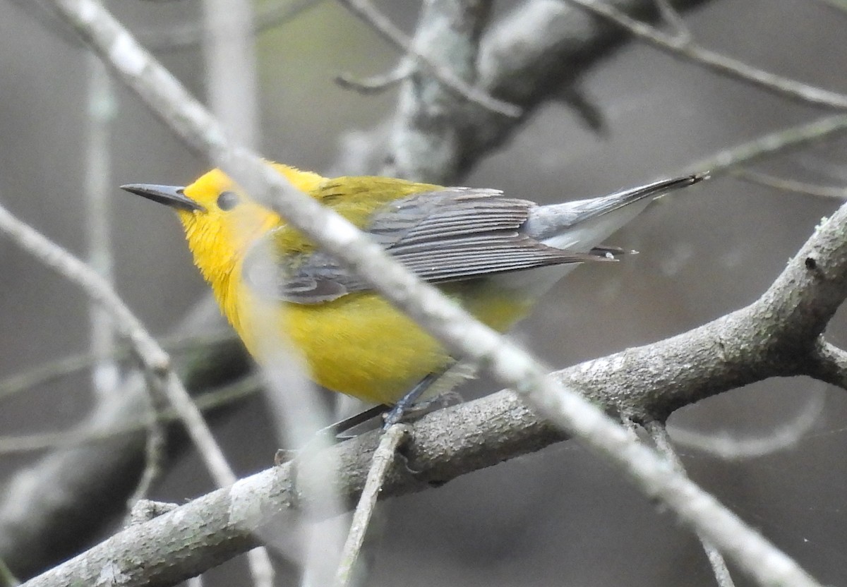 Prothonotary Warbler - ML635548539