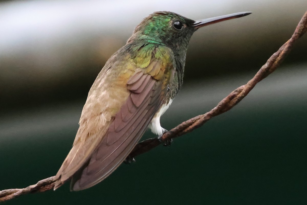 Snowy-bellied Hummingbird - ML635548590
