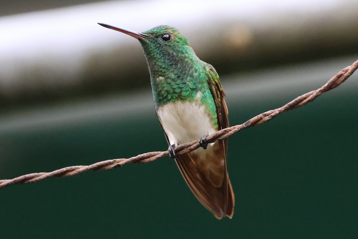 Snowy-bellied Hummingbird - ML635548592