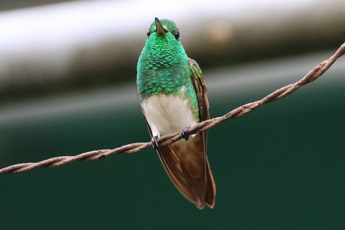 Snowy-bellied Hummingbird - ML635548595