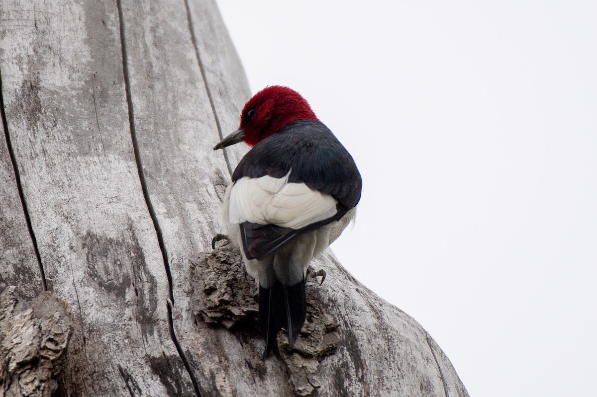 Red-headed Woodpecker - ML635548659