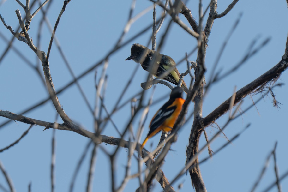 Great Crested Flycatcher - ML635548725
