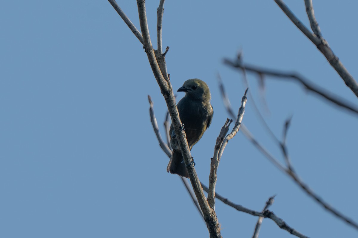 Palm Tanager - ML635548785