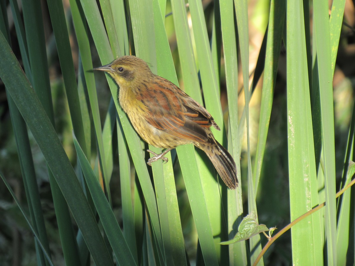 Unicolored Blackbird - ML635548786