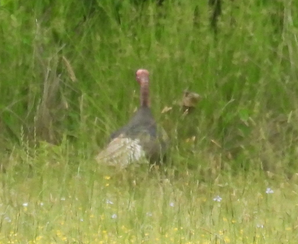 Wild Turkey - ML635548812