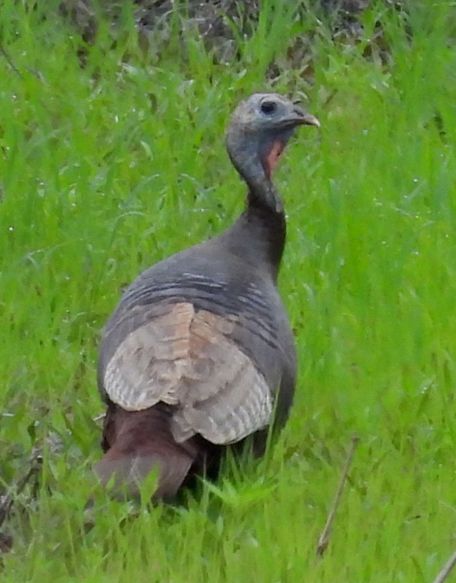 Wild Turkey - ML635548814