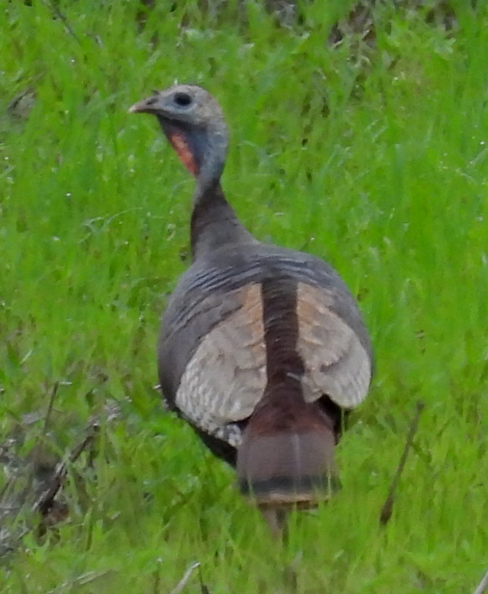Wild Turkey - ML635548815