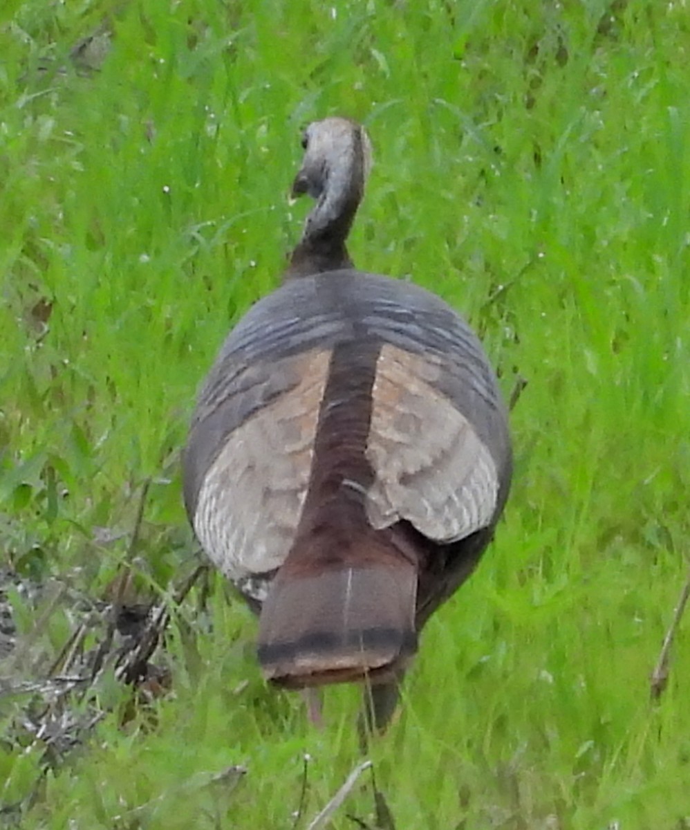 Wild Turkey - ML635548816