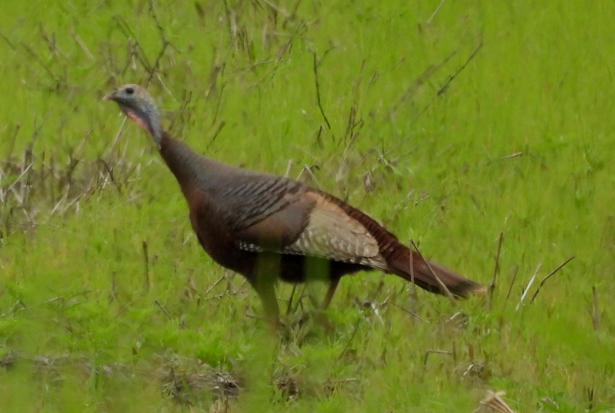 Wild Turkey - ML635548817