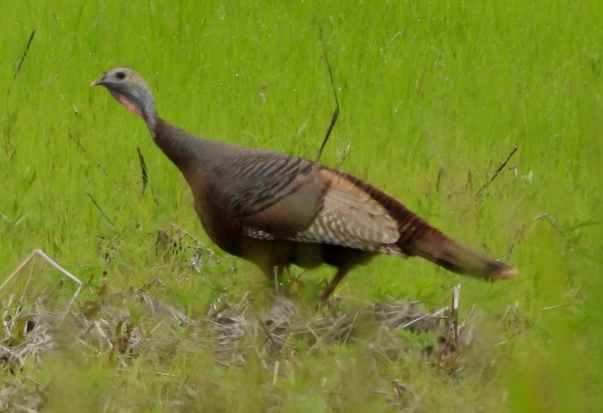 Wild Turkey - ML635548819