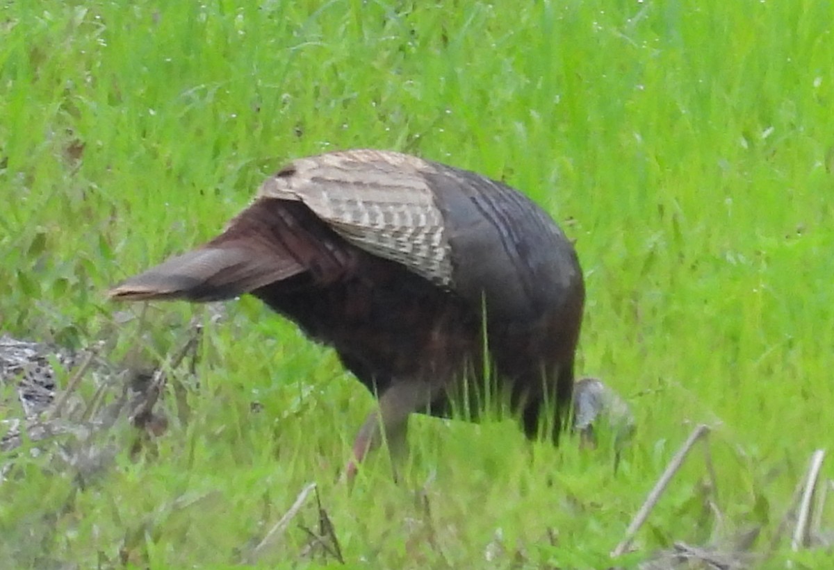 Wild Turkey - ML635548820