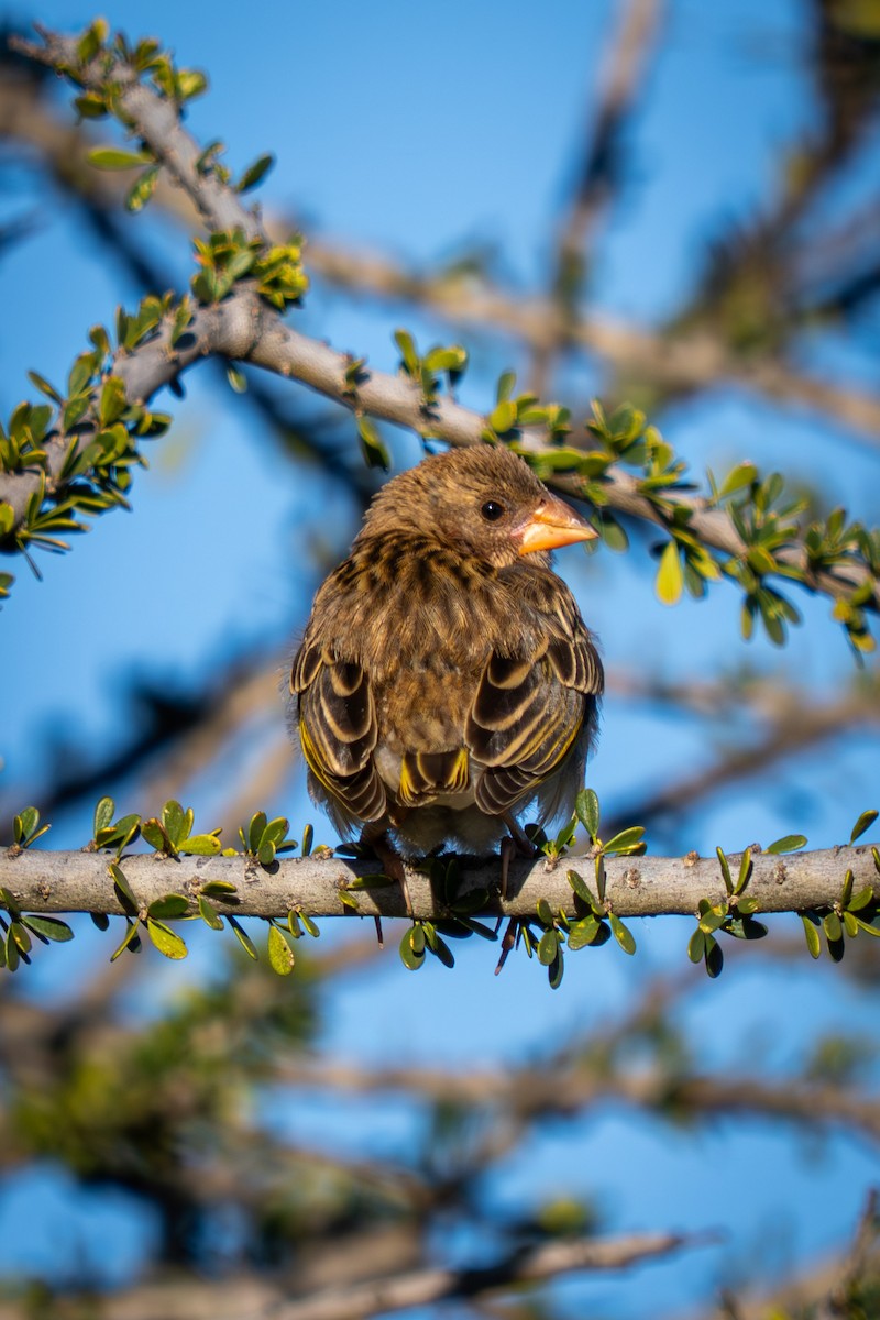 Red-billed Quelea - ML635548879