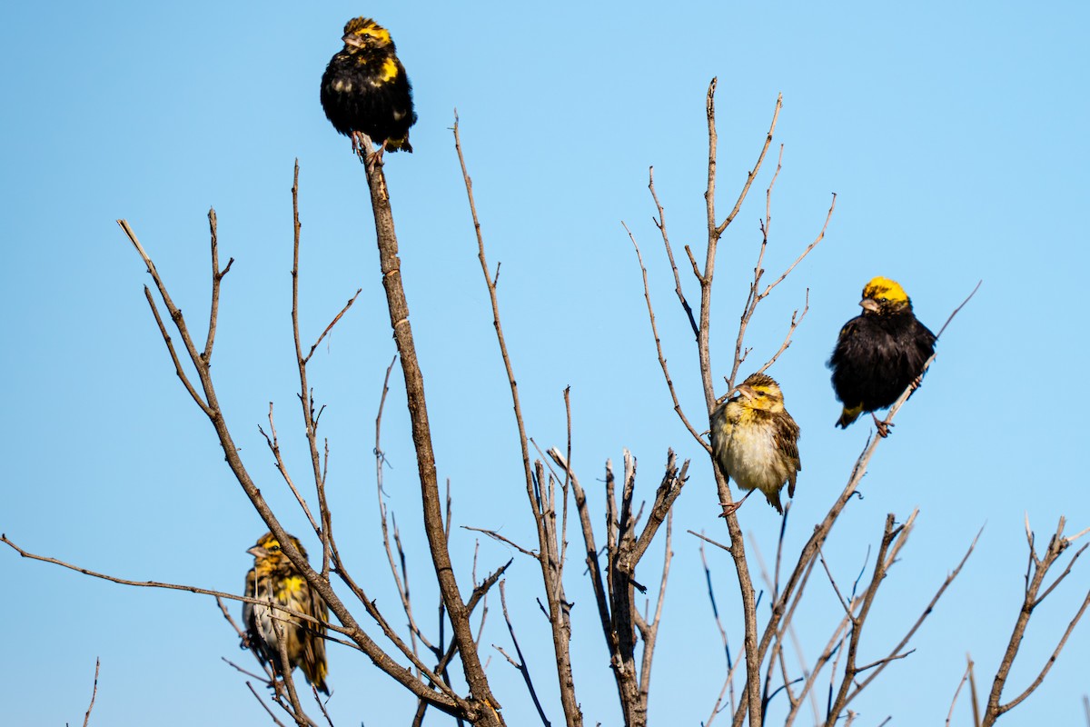 Yellow-crowned Bishop - ML635549025
