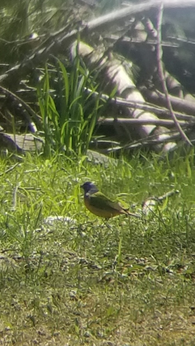 Painted Bunting - ML635549057
