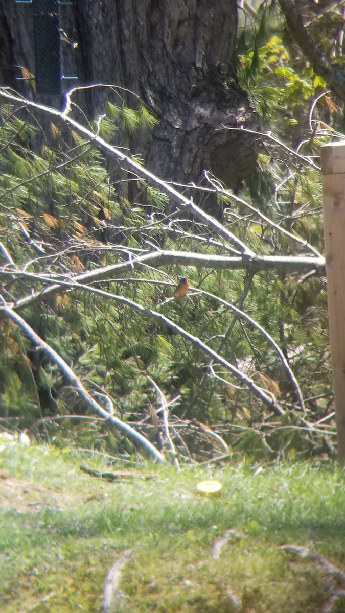 Painted Bunting - ML635549071