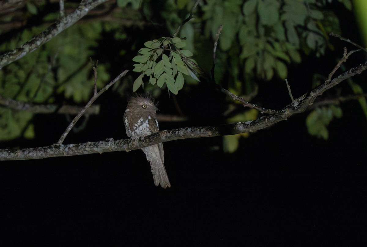 Palawan Frogmouth - ML635549095