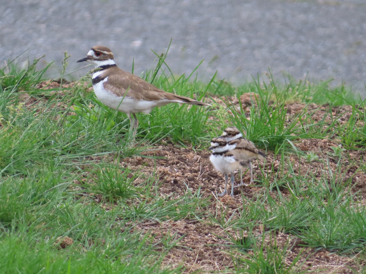 Killdeer - ML635549114