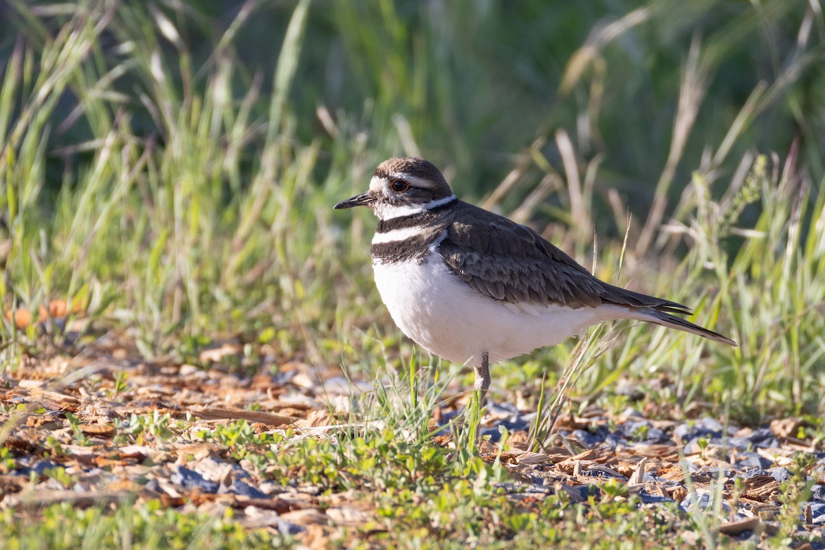 Killdeer - ML635549365