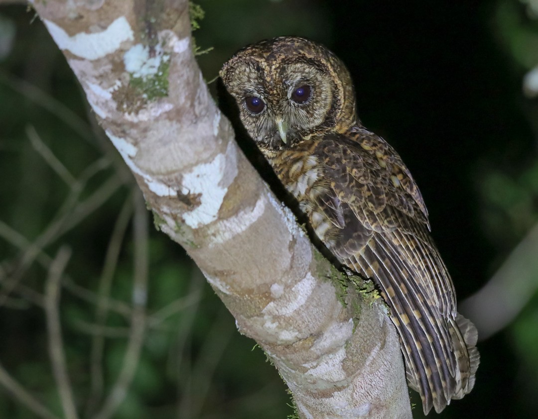 Rusty-barred Owl - ML635549409