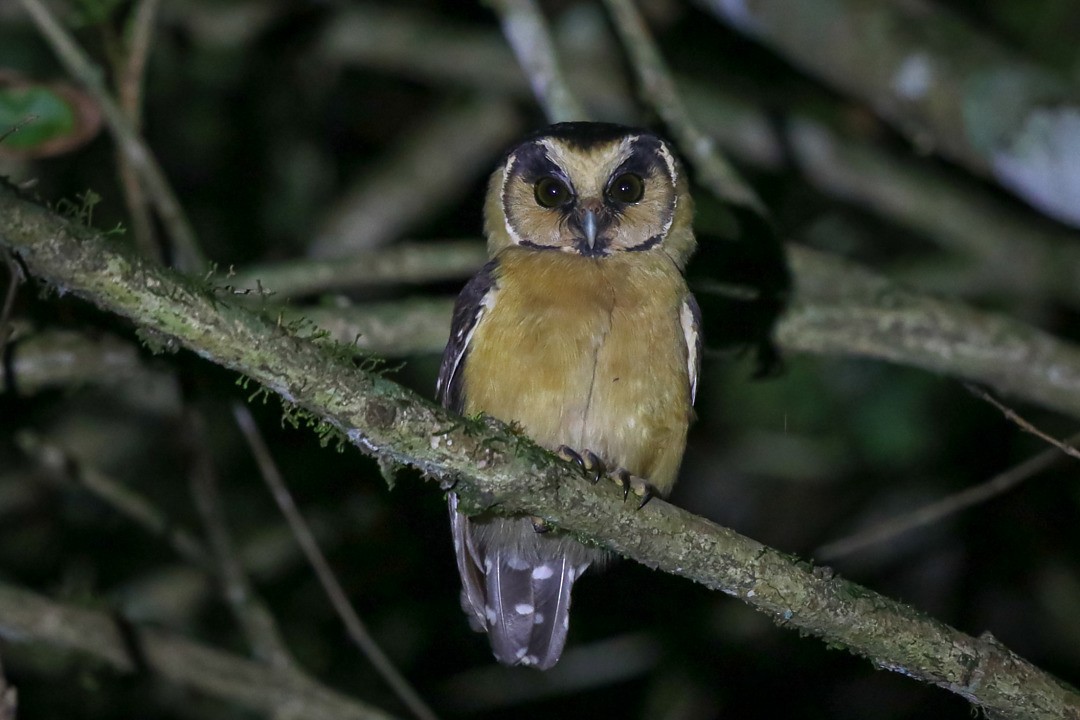 Buff-fronted Owl - ML635549429