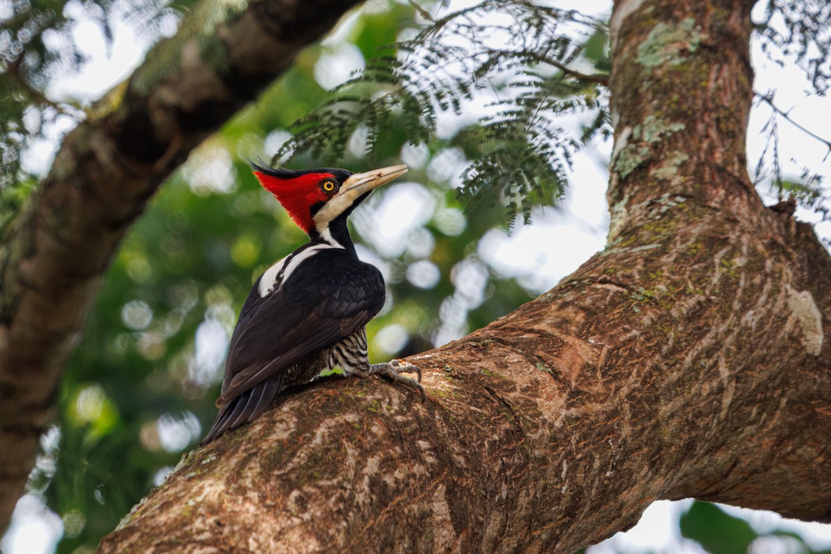 Crimson-crested Woodpecker - ML635549444