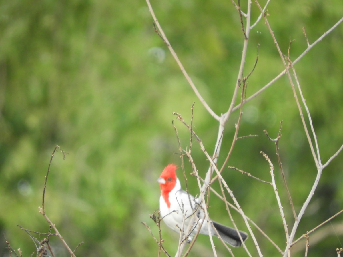 Red-crested Cardinal - ML635549545