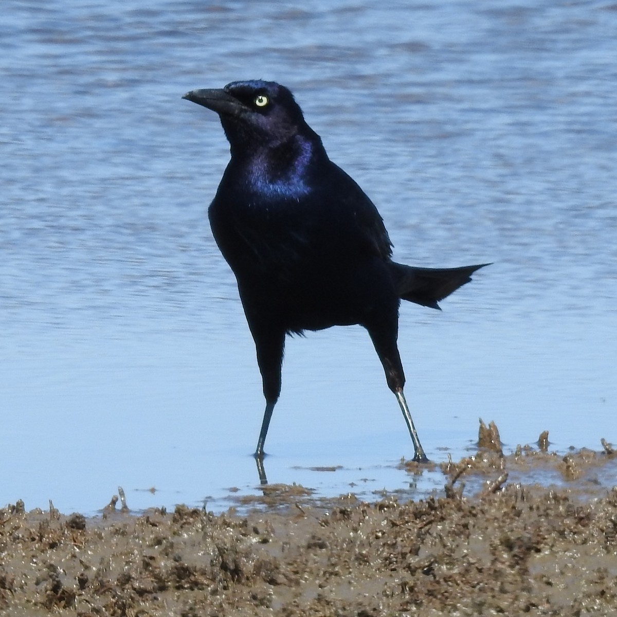 Boat-tailed Grackle - ML635549555