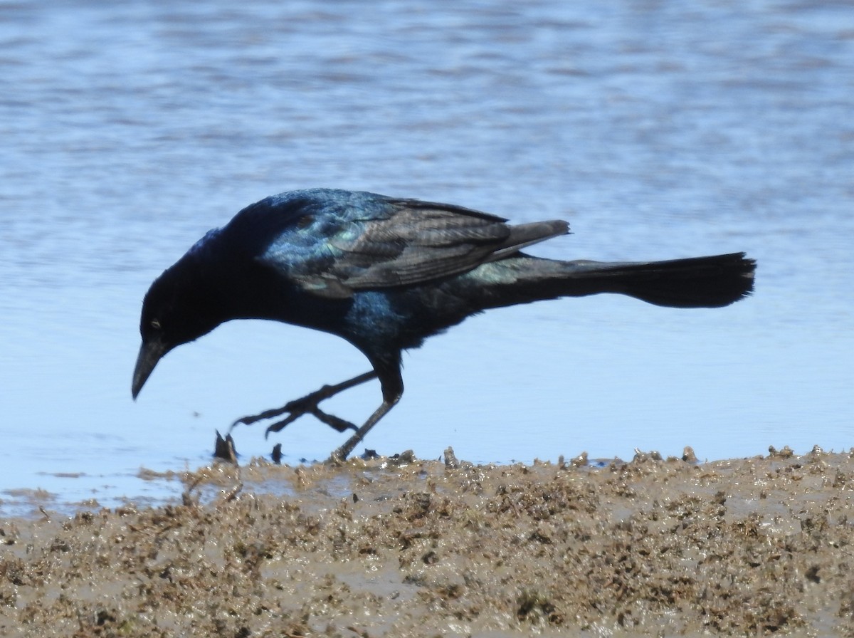 Boat-tailed Grackle - ML635549556