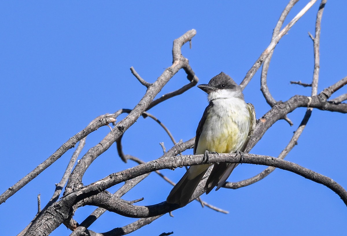 Thick-billed Kingbird - ML635549573